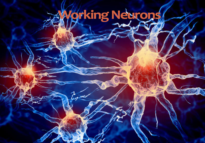 Engage the Brain